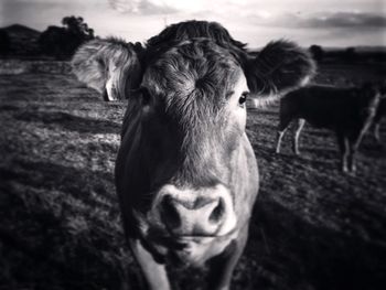 Portrait of a horse on field