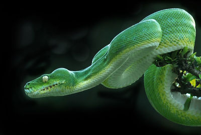 Close-up of green snake on plant