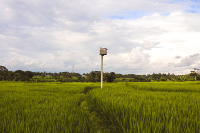 Scenic view of agricultural field against sky