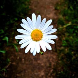 Close-up of white flower blooming outdoors