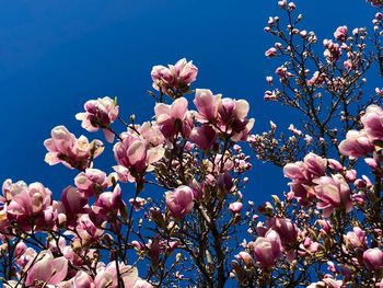Low angle view of pink cherry blossoms in spring