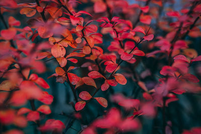 Close-up of red flowering plant