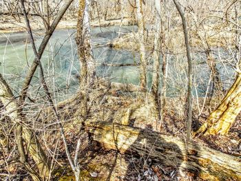 Bare trees in water