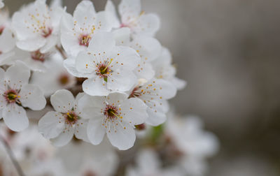 Close-up of white cherry blossoms