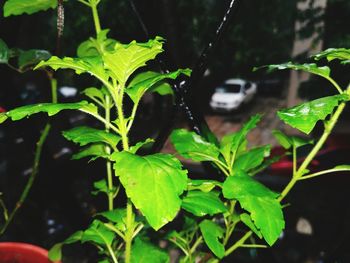 Close-up of wet plant leaves