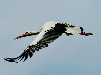 Low angle view of bird flying