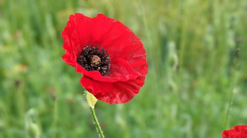 Close-up of red poppy flower