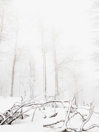 Bare trees on snow covered land