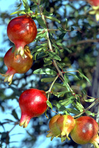 Close-up of cherries growing on tree