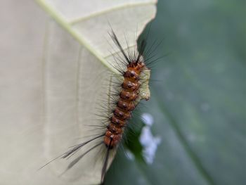 Close-up of insect