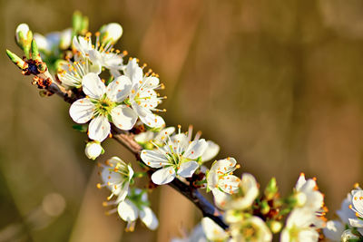 Close-up of white cherry blossoms