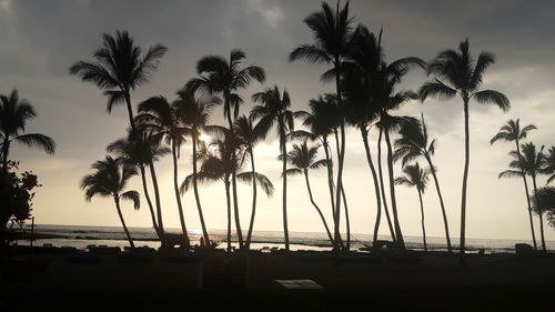 Palm trees on beach