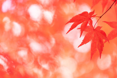 Close-up of maple leaves on tree