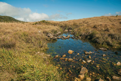 Creek with stones going through hills on rural lowlands called pampas near cambara do sul. brazil.