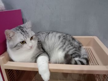 Close-up of cat sitting on floor