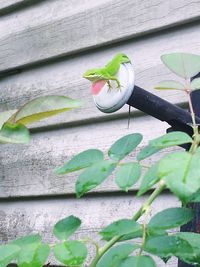 High angle view of green leaves on plant