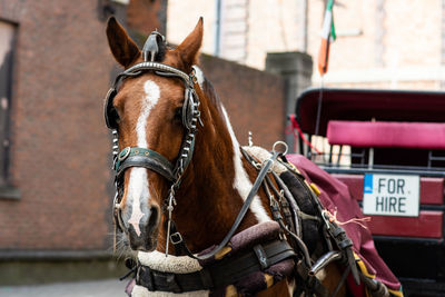 Close-up of horse