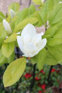 Close-up of white flowers