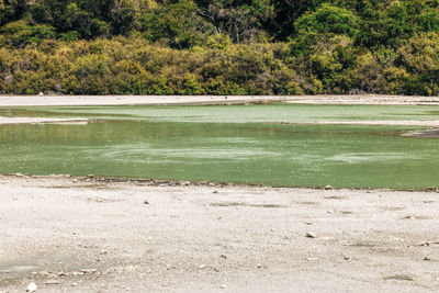 Scenic view of lake in forest