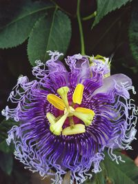 Close-up of purple flowering plant