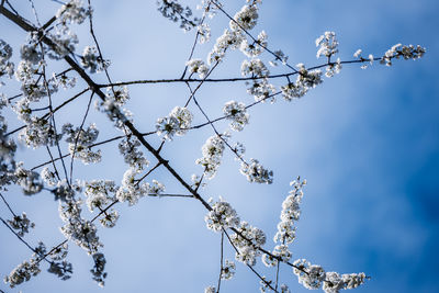branch