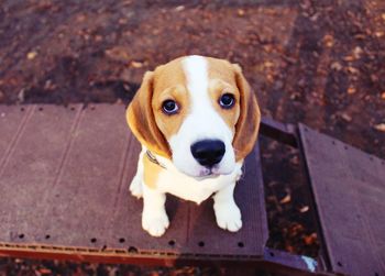 High angle portrait of puppy sitting outdoors