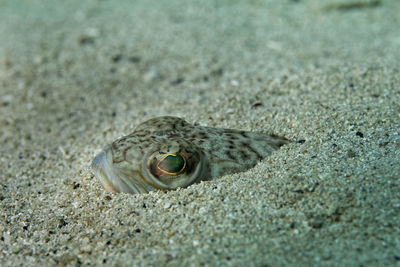 The greater weever on sandy sea bottom, hvar island, croatia