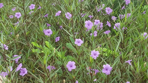 Close-up of purple flowers blooming in field
