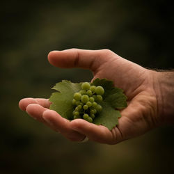 Close-up of hand holding fruit