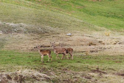 Deer grazing on field