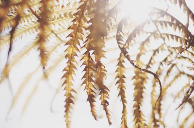 Low angle view of leaves against sky