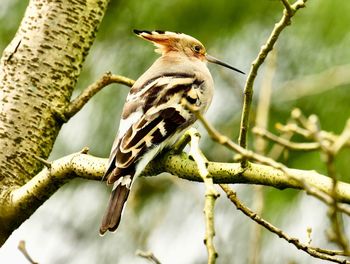 Close-up of a bird perching on branch