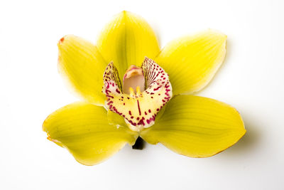 Close-up of yellow flower over white background