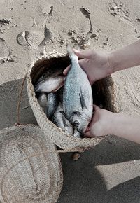 Cropped hands putting caught fish in container at beach