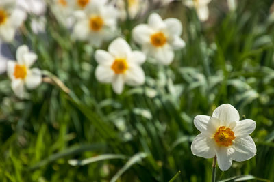 Close-up of white flowering plants on field