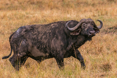 Buffalo in the field 