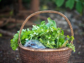 Close-up of potted plant in basket