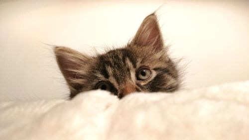 Close-up portrait of cat relaxing on bed