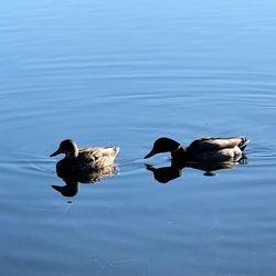 Ducks swimming in lake