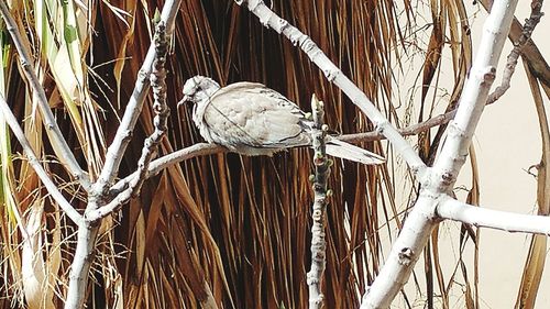 Low angle view of bird hanging on tree