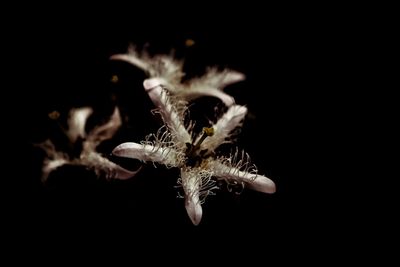 Close-up of leaf against black background