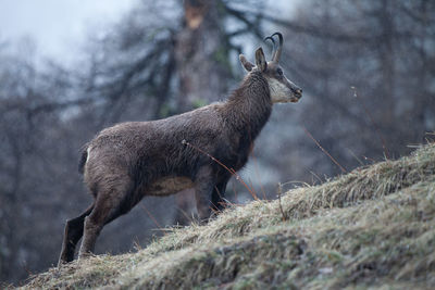 Deer standing on hill in forest