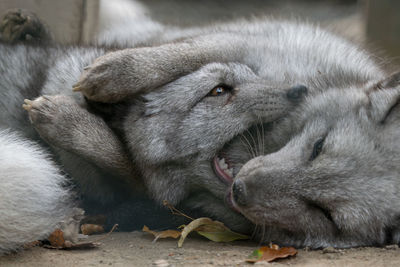 Close-up of a cat eating