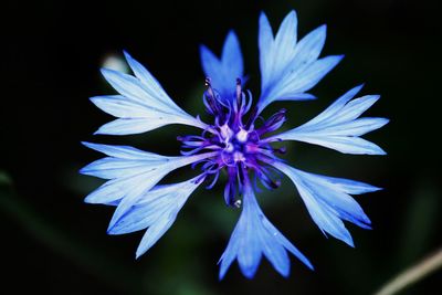 Close-up of blue flower blooming against black background