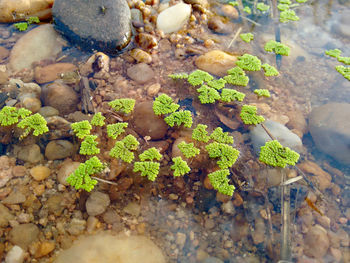 High angle view of plants growing in water