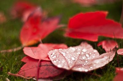 Close-up of red leaves on plant