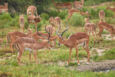 Two male impalas are fighting for the herd