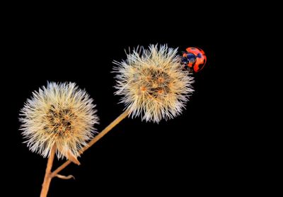 Close-up of flowers over black background