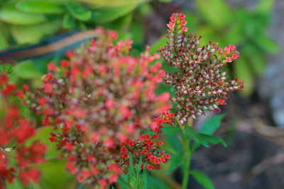 Small, red, beautiful, close-up flowers in flora. the backyard garden looks and feels