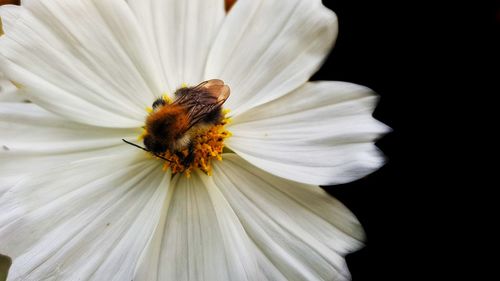 Close-up of insect on white flower